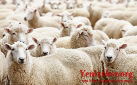 Qurbanlıq heyvanların satışı və kəsimi yerləri -